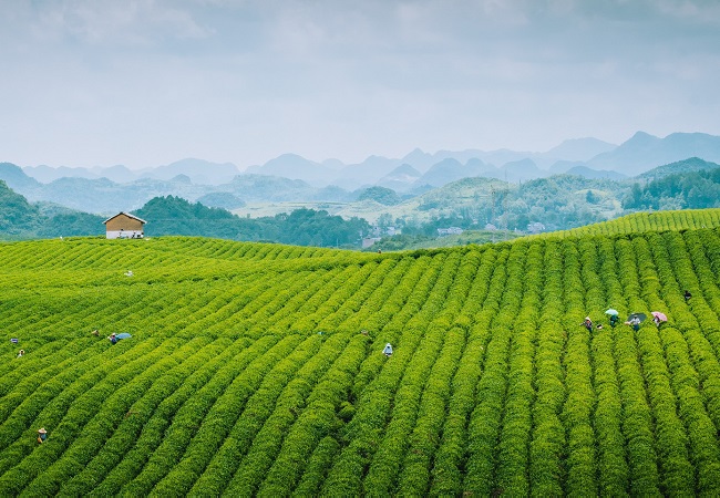 智慧茶園方案
